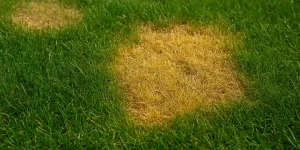 solving yellow patches on lawn